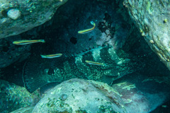 Epinephelus daemelii