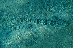 Platycephalus fuscus