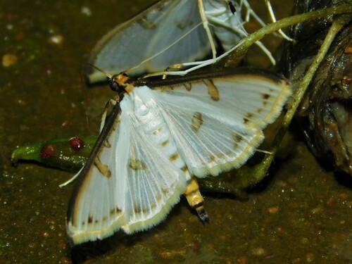 Palpita metallata