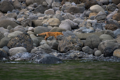 Vulpes vulpes schrencki