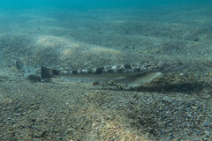 Platycephalus fuscus