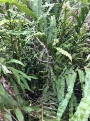 Blechnum minus