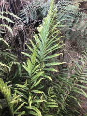 Blechnum minus