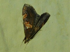 Thesaurica ocellata