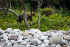 Ursus arctos lasiotus