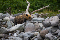 Ursus arctos lasiotus