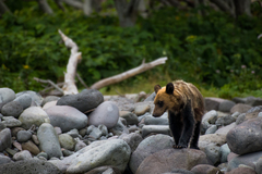 Ursus arctos lasiotus