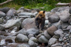 Ursus arctos lasiotus
