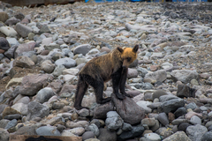 Ursus arctos lasiotus