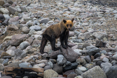 Ursus arctos lasiotus