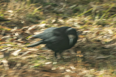 Corvus frugilegus