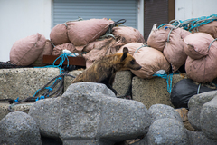 Ursus arctos lasiotus