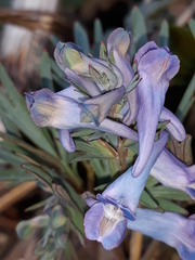 Corydalis turtschaninovii
