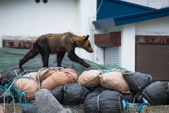 Ursus arctos lasiotus