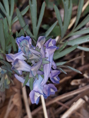 Corydalis turtschaninovii