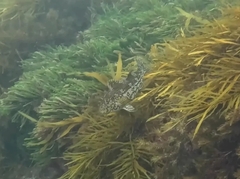 Aplodactylus arctidens