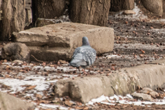 Columba livia domestica