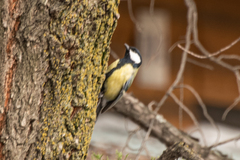 Parus major
