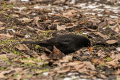 Turdus merula