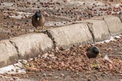 Acridotheres tristis