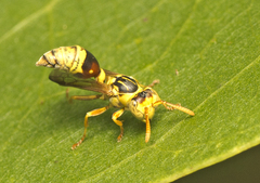 Ropalidia romandi