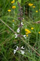 Stachys nigricans
