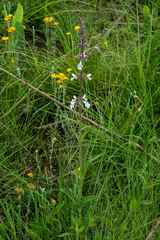 Stachys nigricans