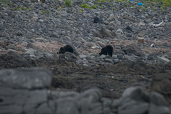 Ursus arctos lasiotus