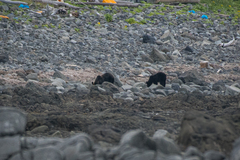 Ursus arctos lasiotus