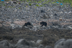 Ursus arctos lasiotus