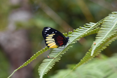 Delias crithoe
