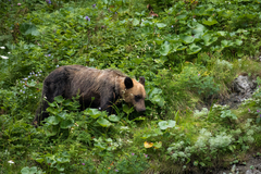Ursus arctos lasiotus