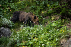 Ursus arctos lasiotus