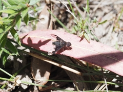 Anthrax dolabratus