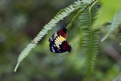 Delias crithoe