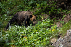 Ursus arctos lasiotus