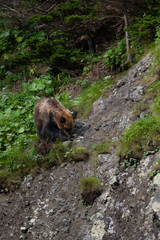 Ursus arctos lasiotus