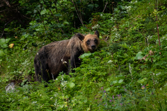 Ursus arctos lasiotus