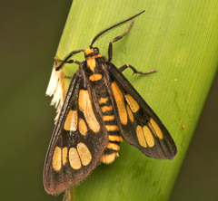 Eressa geographica