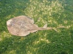 Trygonorrhina dumerilii