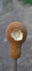 Parkia biglandulosa