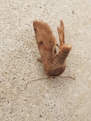 Cerastis faceta