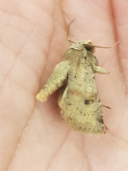 Cerastis faceta