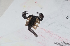 Euscorpius flavicaudis