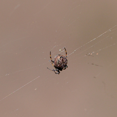 Eriovixia