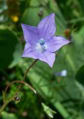 Wahlenbergia grandiflora