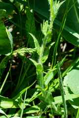 Wahlenbergia grandiflora