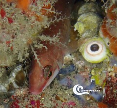 Ctenolabrus rupestris