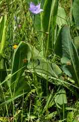 Wahlenbergia grandiflora