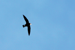 Hirundapus caudacutus